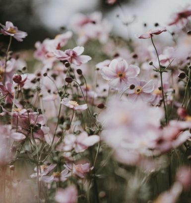 Field filled with light pink flowers