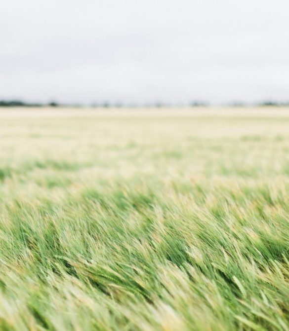 Fresh light green grass growing in a field