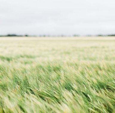 Fresh light green grass growing in a field
