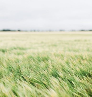 Fresh light green grass growing in a field