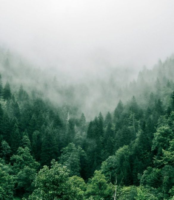 Clouds above a fresh green fir forest