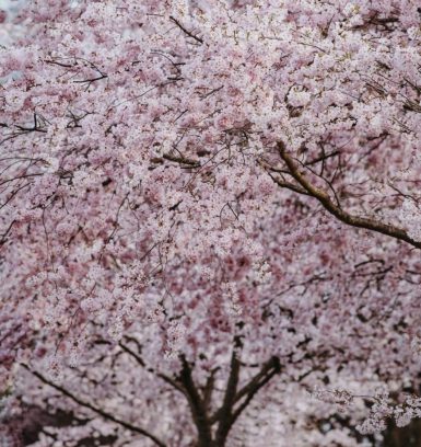 Pink blossom tree